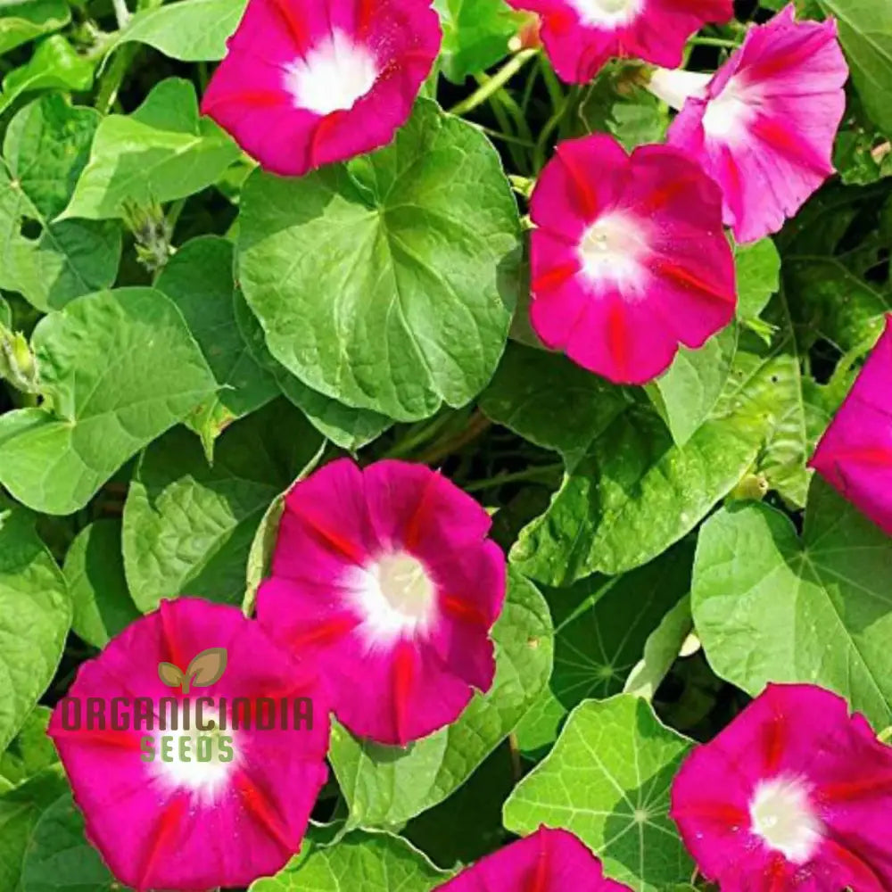 Morning Glory - Scarlet O’hara Seeds For Planting And Gardening