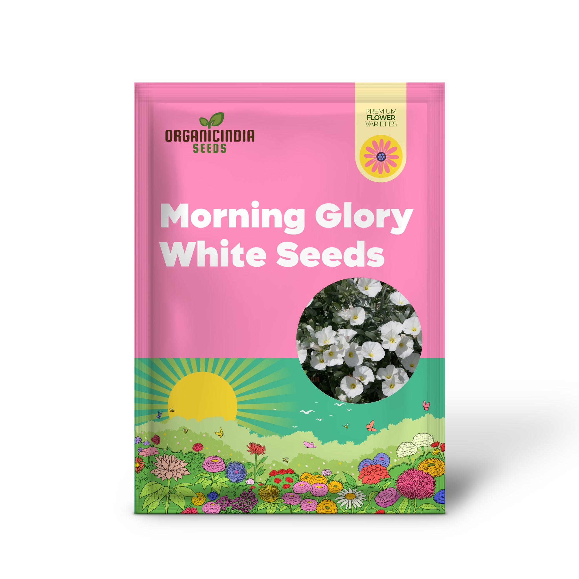 Morning Glory seeds germination in seed tray