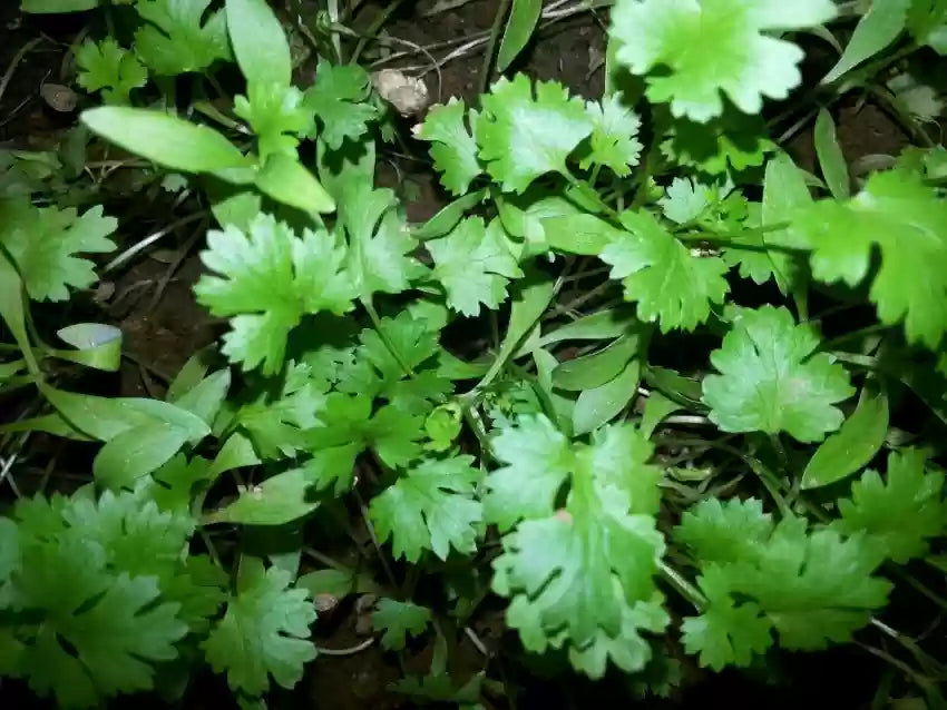 Moroccan Cilantro Seeds Growing in Container Herb Garden