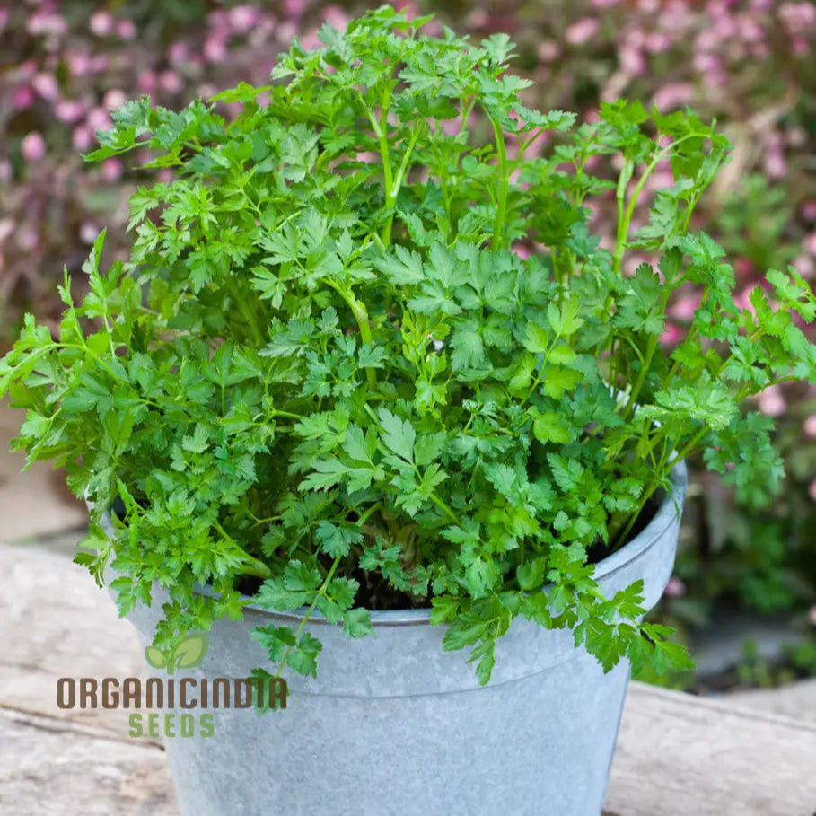 Full Moss Curled Parsley Plant from Seeds, Kitchen Garden Herb