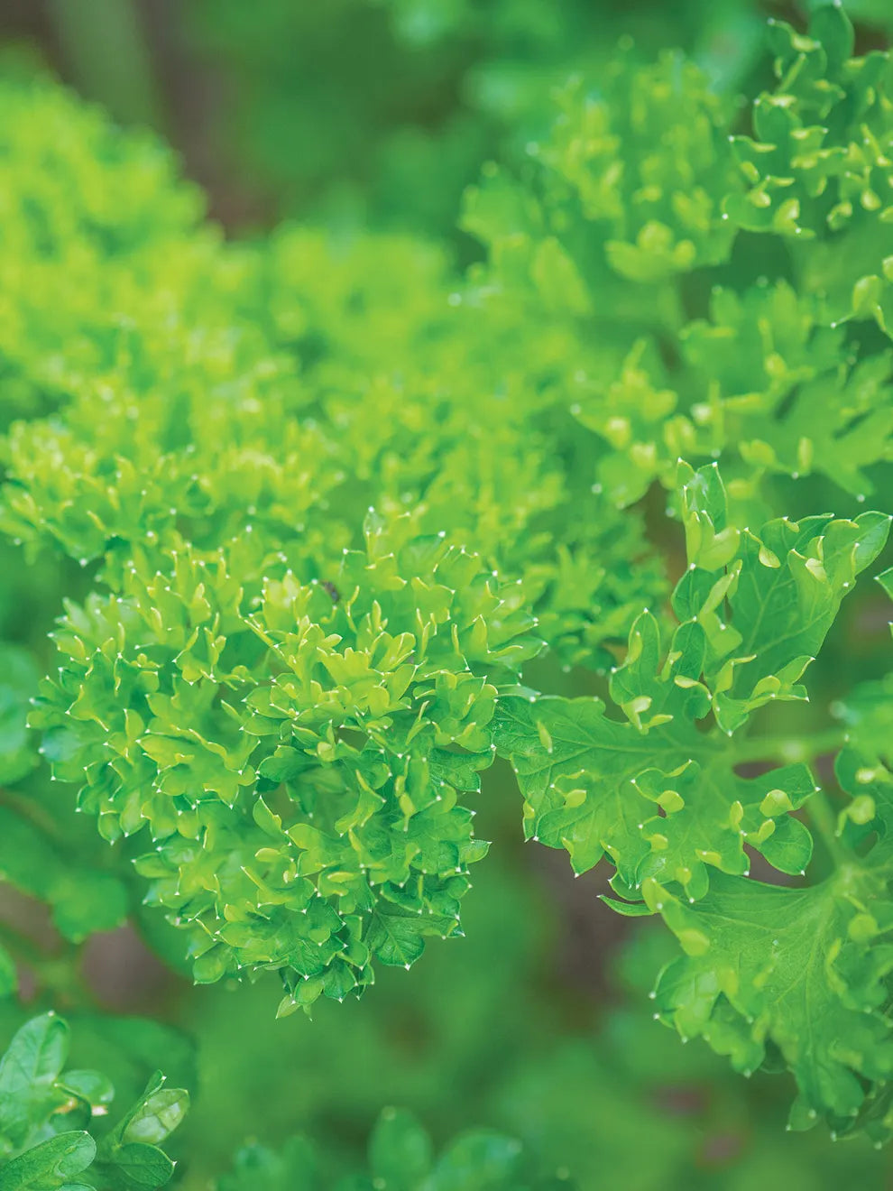Moss Curled Parsley Herb Growing in Pot for Home Garden