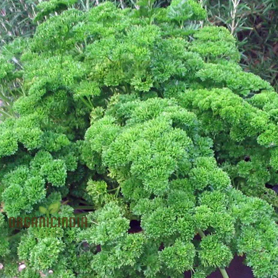 Moss Curled Parsley Vegetable Seeds Heirloom For Culinary Delights And Beautiful Gardens’