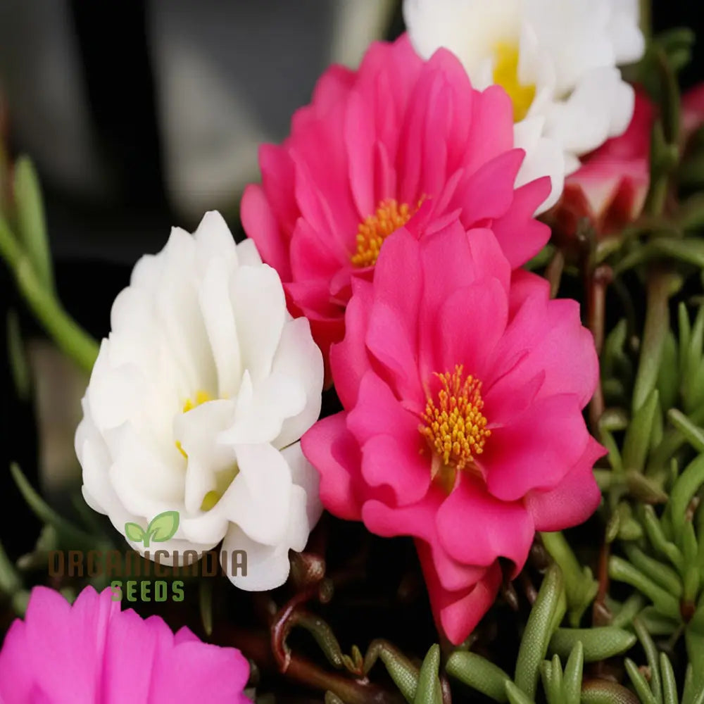 Moss Rose Seeds for Rock Garden and Border Planting