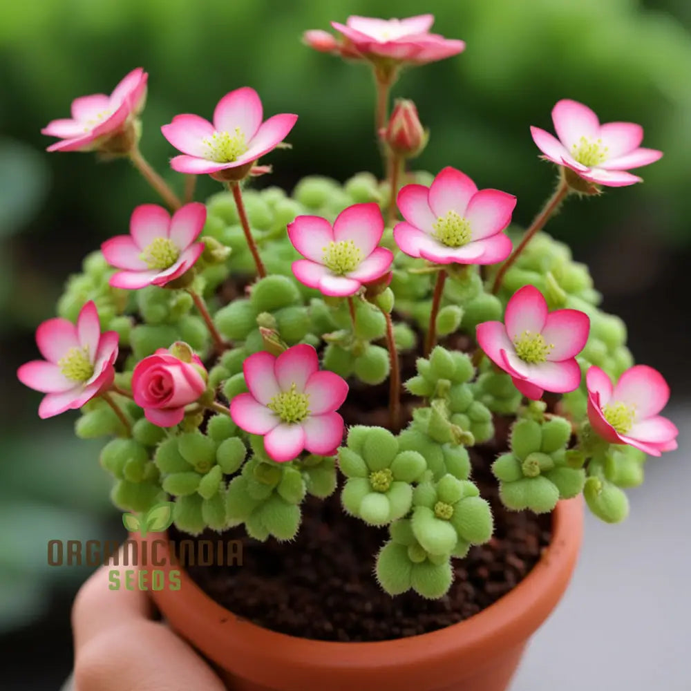 Mossy Saxifraga Seeds for Ground Cover and Rock Gardens