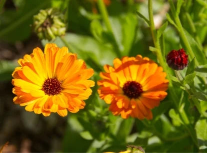 Graines de fleurs de calendula bicolores orange et jaune, floraisons magnifiques, non-OGM