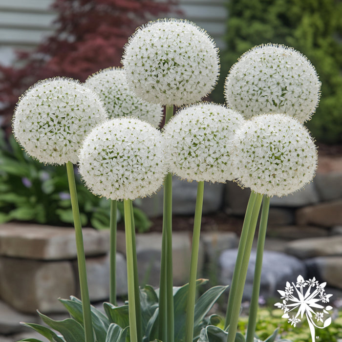 Tall white blooming Allium Mount Everest plants