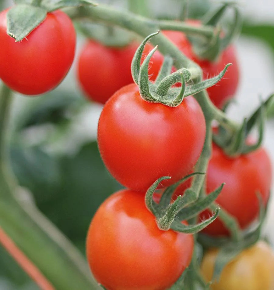 Ripe Mountain Magic Tomatoes from Seeds, Sweet and Juicy Hybrid