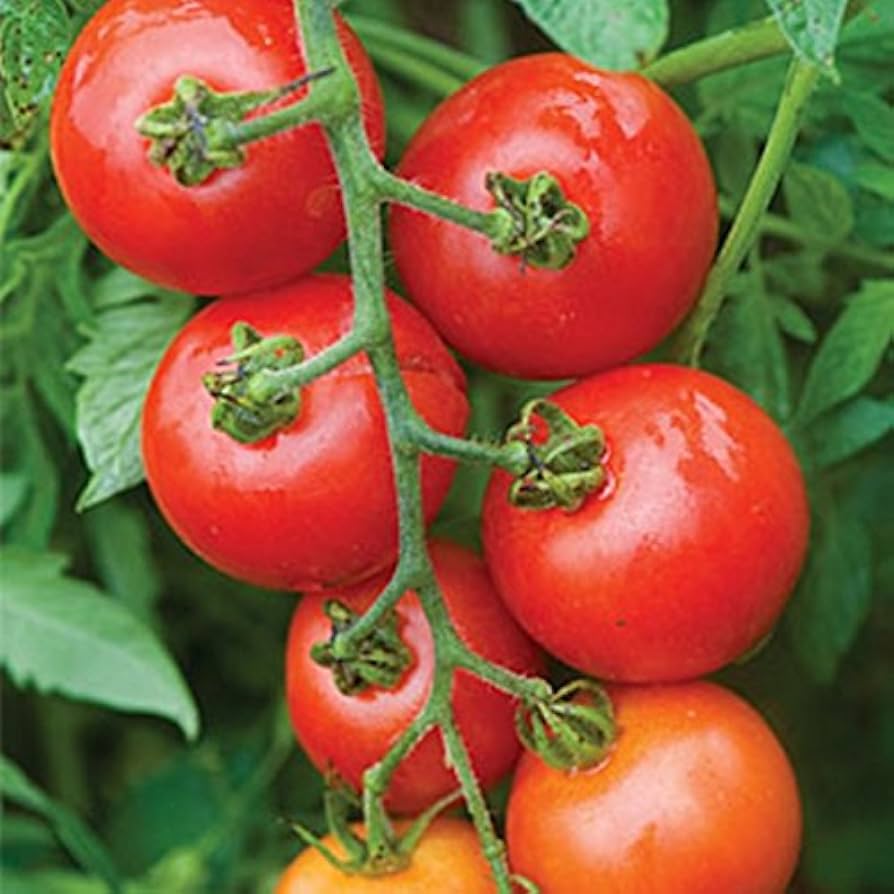 Healthy Mountain Magic Tomato Plant from Seeds, High-Yield Hybrid
