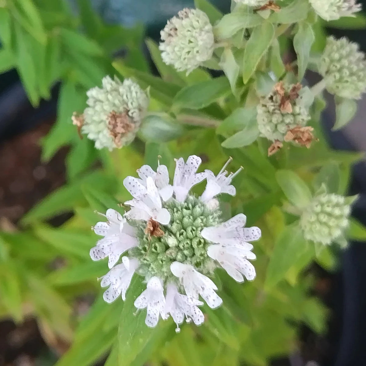 Mountain mint seeds growing into healthy seedlings