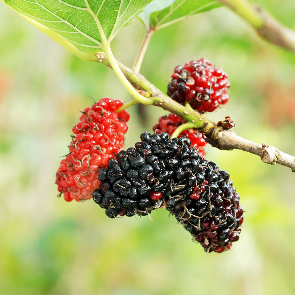 Non-GMO Mulberry tree with healthy green leaves