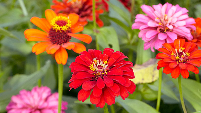 Multi-Color Cactus Zinnia Flower Seeds for Landscaping