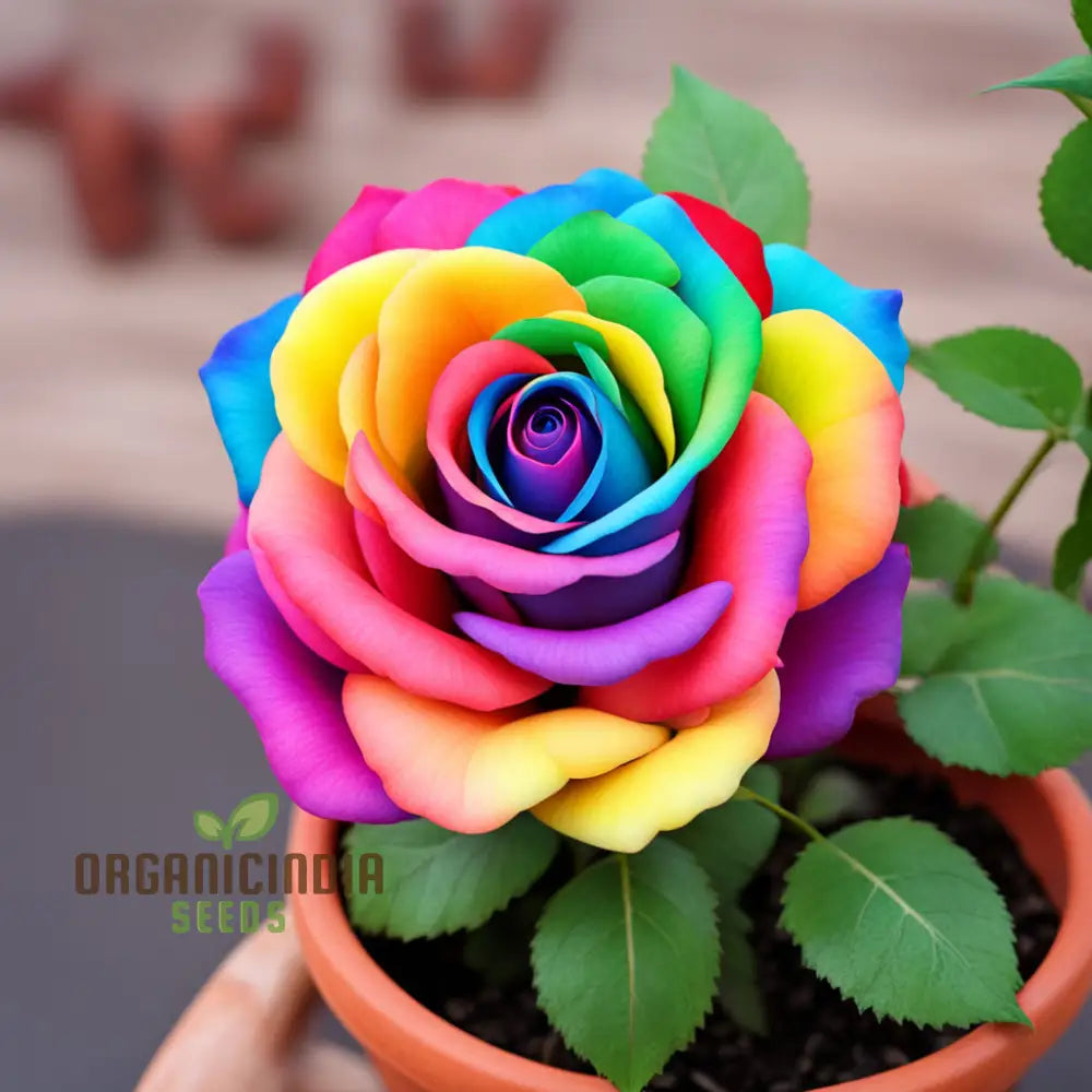 Multi color roses growing in garden