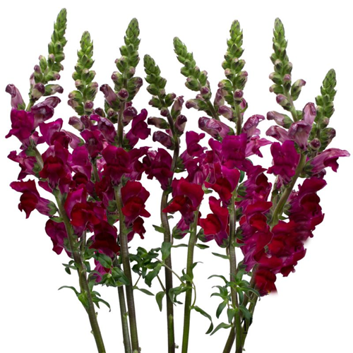 Chocolate Brown Snapdragon Flower Seeds – Rare & Elegant Blooms for Gardens