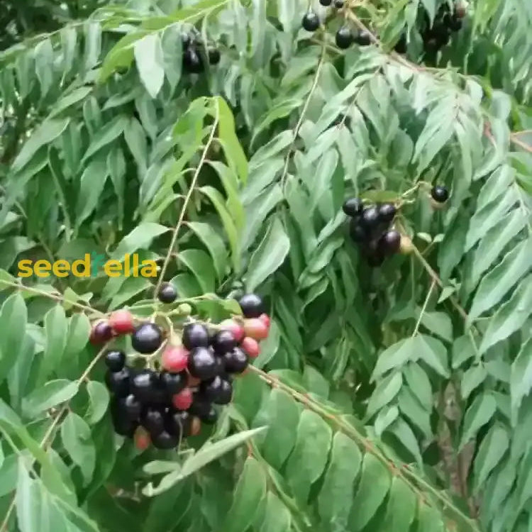 Murraya Koenigii Aromatic Herb Seeds for Culinary Gardening