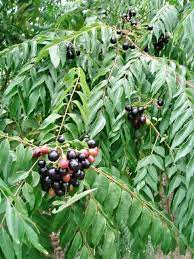 Murraya Koenigii Curry Leaf Plant Growing in Home Garden