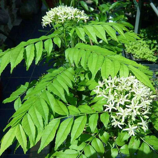 Murraya Koenigii Senkaampu Curry Leaf Seeds for Home Garden