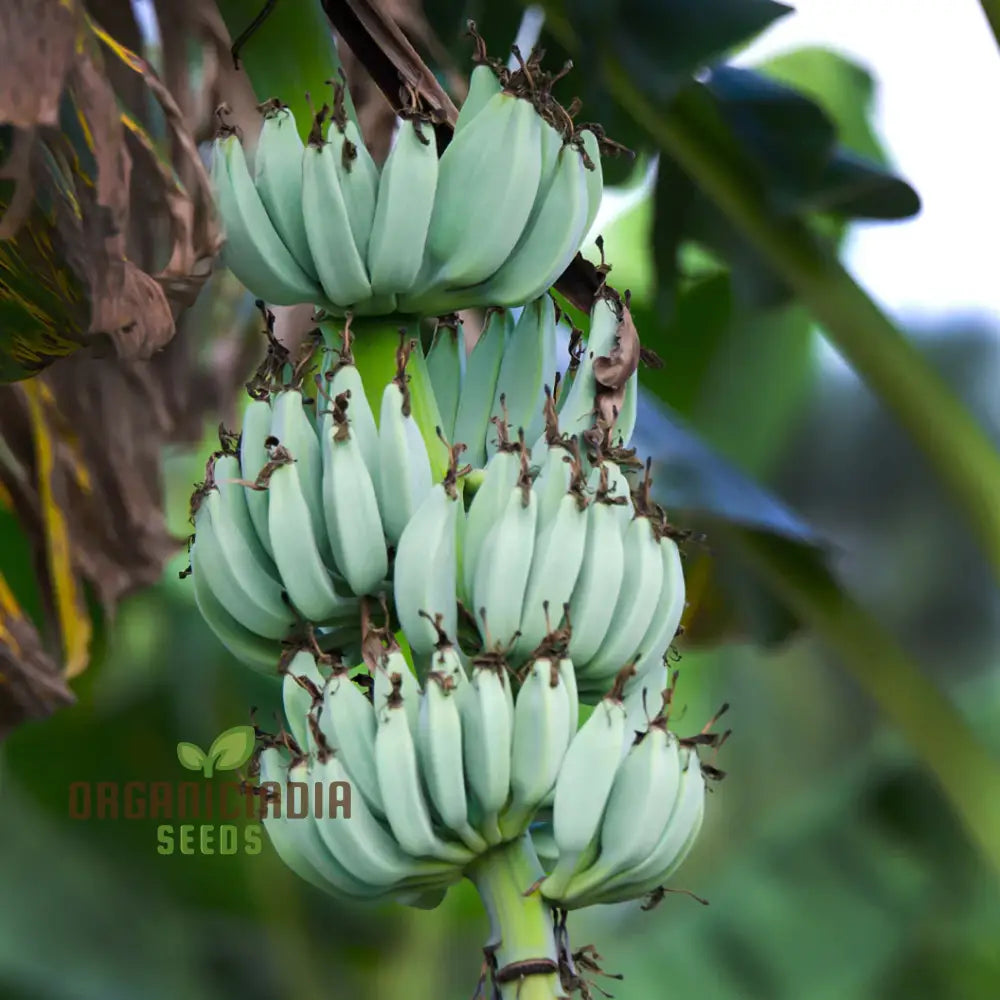 Musa spp. Blue Java Banana Seeds for Home Gardens