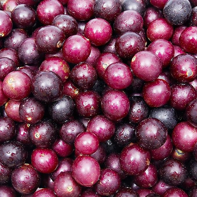 Muscadine grape seeds for planting fast-growing climbing vines