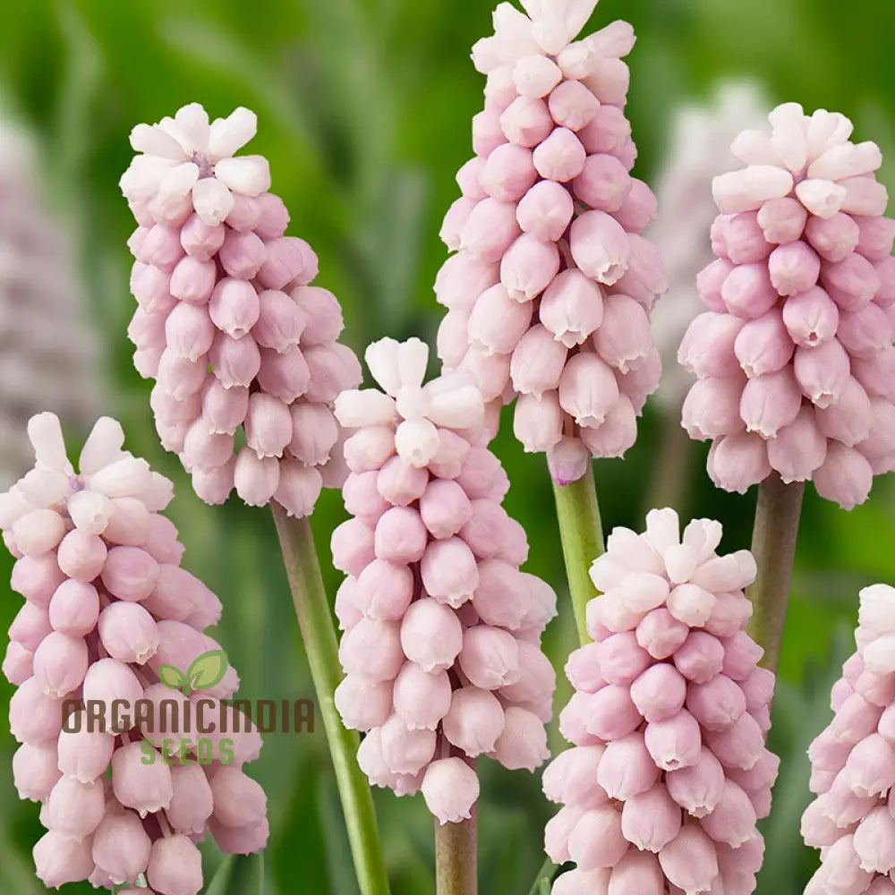 Pink Sunrise Muscari Growing in Container