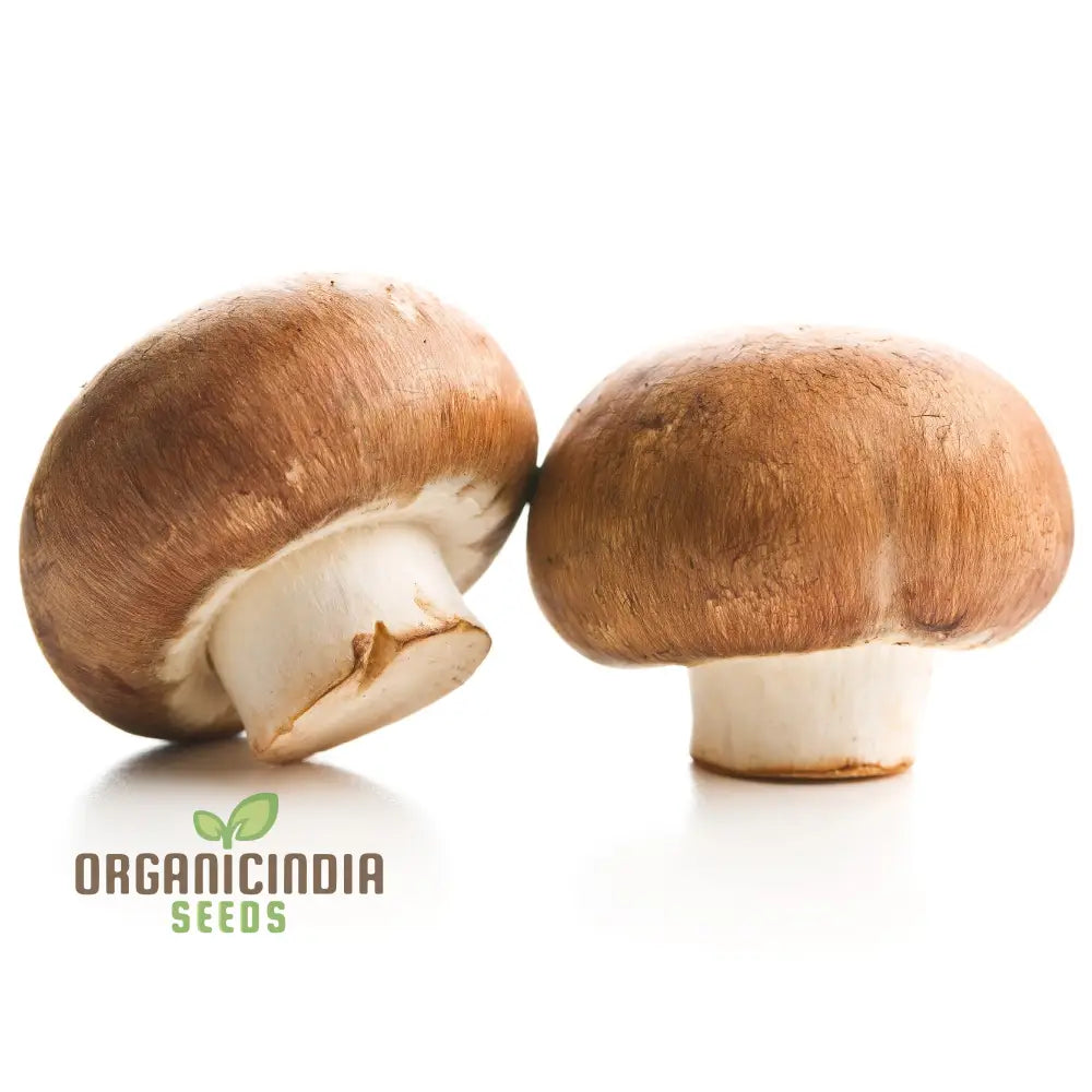 Brown Button Mushrooms Growing in Containers