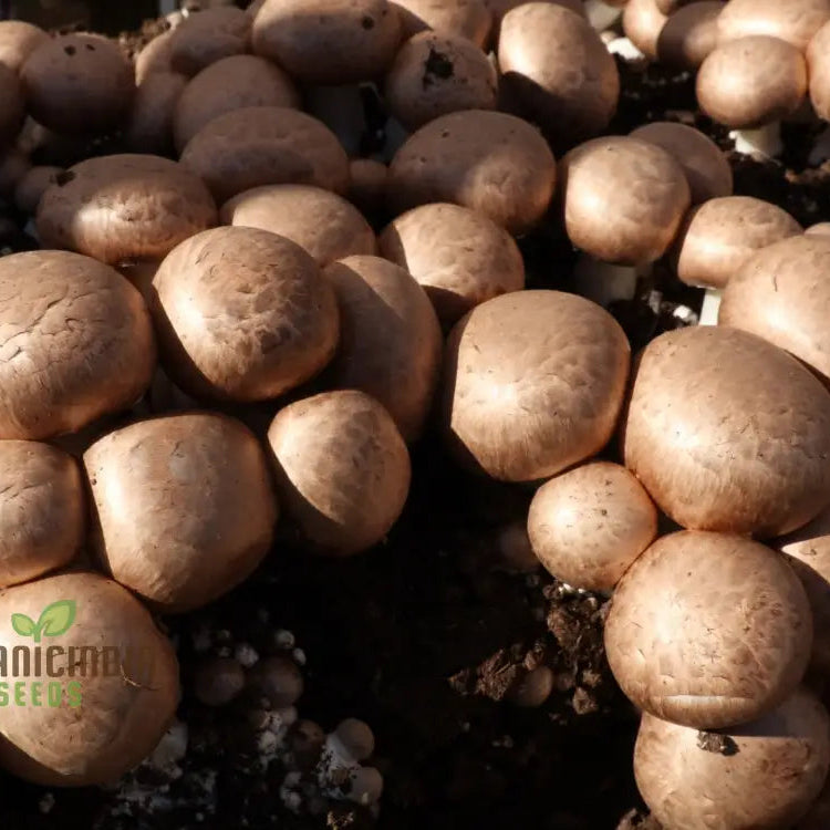 Brown Button Mushroom Seeds for Indoor and Outdoor Growing