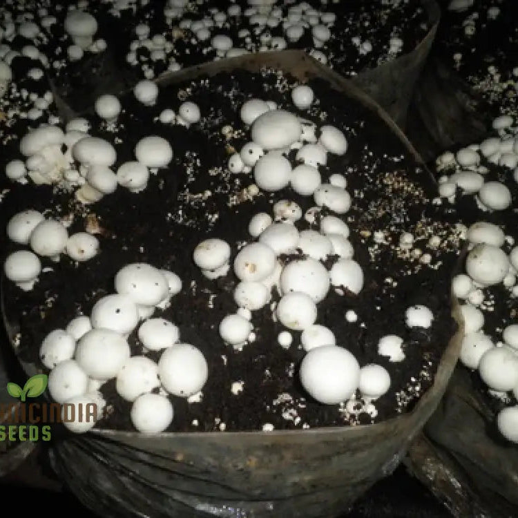 Healthy White Button Mushrooms from Seeds, Gourmet Homegrown Fungi