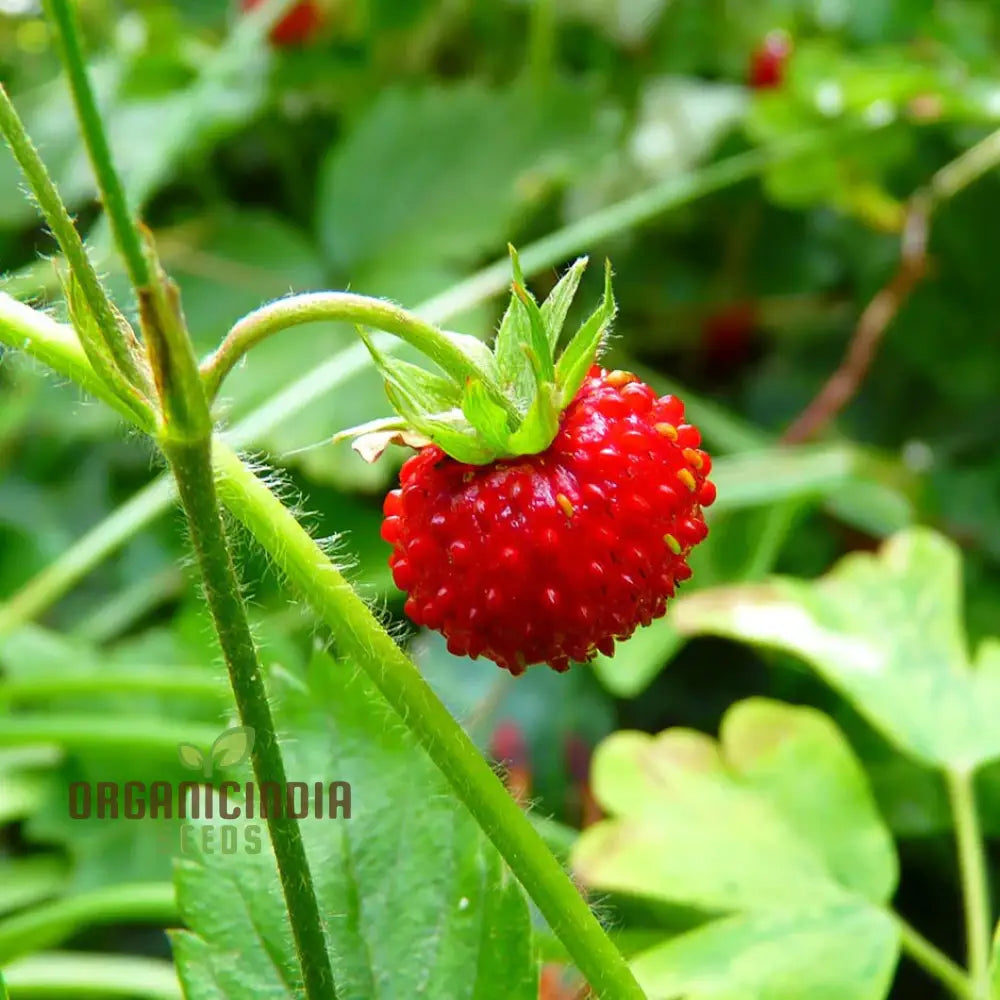 Musk Strawberry (Fragaria moschata) Seeds for Planting