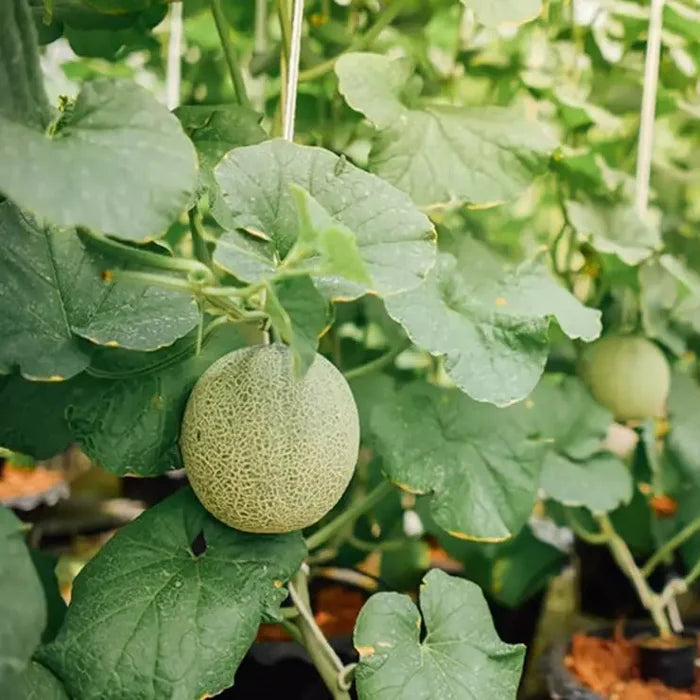 Melon Emir F1 AGM Seeds, High-Quality Fruit Seeds for Planting Delicious Melons in Your Garden