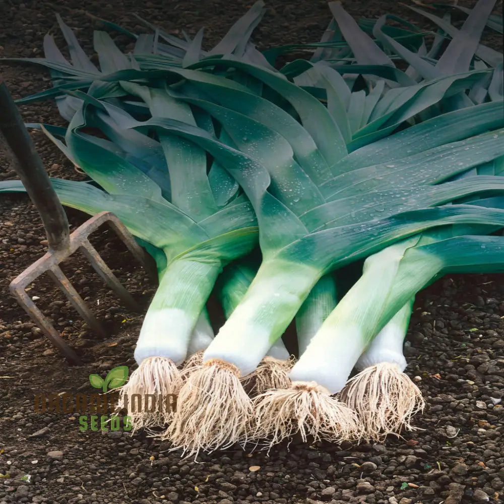 Musselburgh Leek Plants Growing in Raised Bed from Seeds, High-Yield