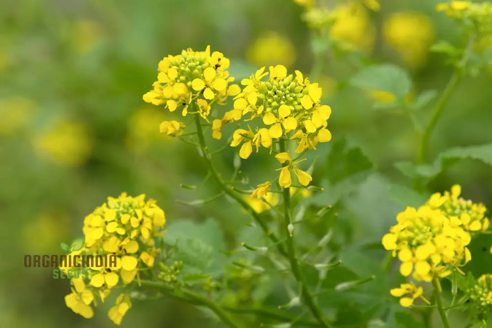 Harvested Mustard Leaves from Seeds, Nutritious Garden Greens