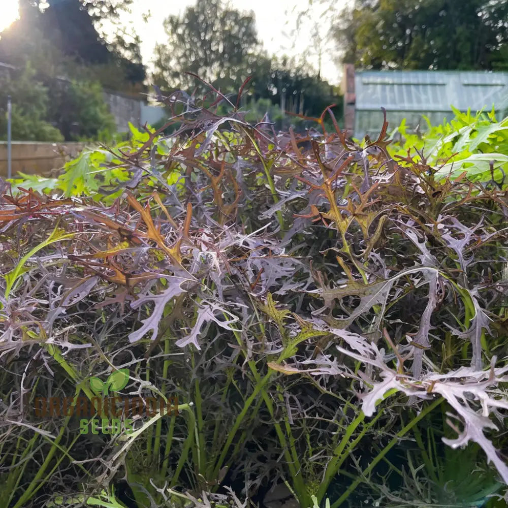 Mustard Red Lace Seeds, Non-GMO Red Mustard Variety for Planting