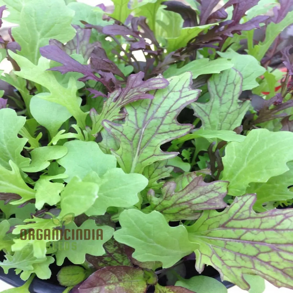 Mustard Salad Leaves Mix Seeds for Home Garden, Fresh and Flavorful Greens