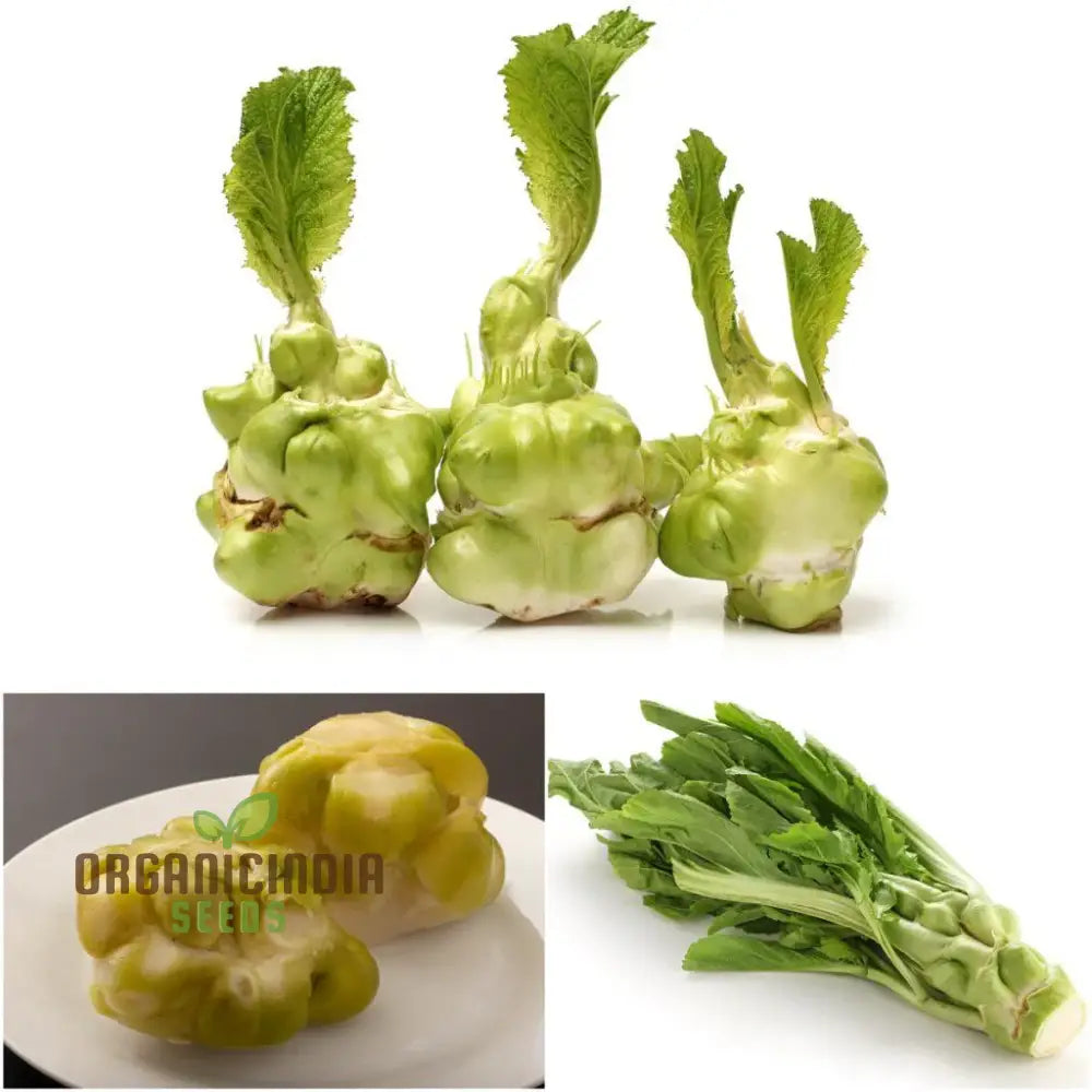 Tsa Tsai Round Mustard Seedling Growing, Easy Garden Greens