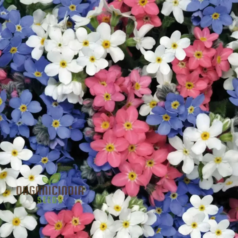 Myosotis (Forget-Me-Not) Victoria Mix Seeds – Cultivate Lasting Memories And Beauty In Your Garden!