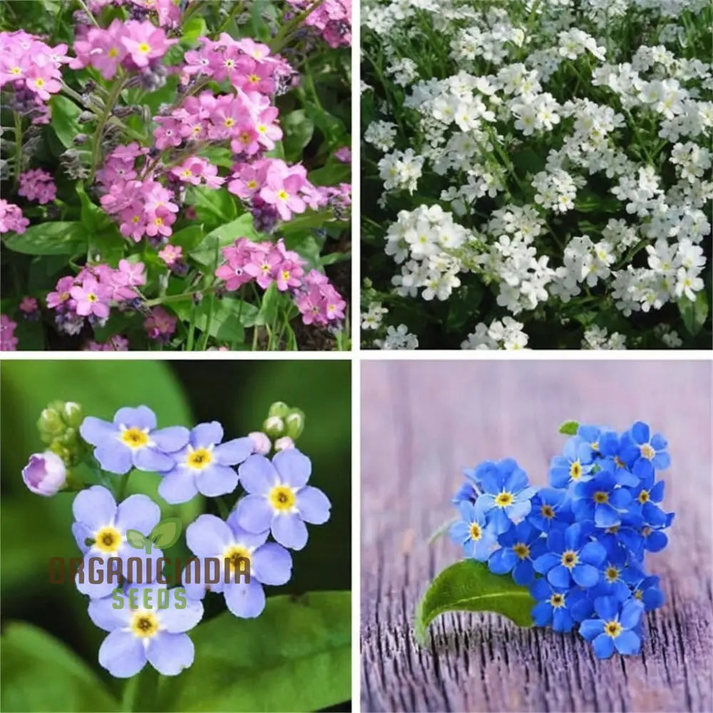 Myosotis (Forget-Me-Not) Victoria Mix Seeds – Cultivate Lasting Memories And Beauty In Your Garden!