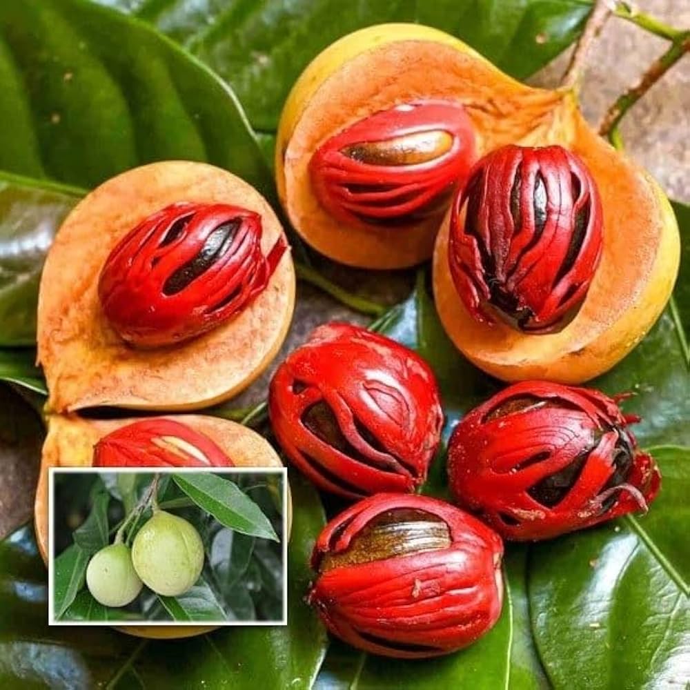 Myristica fragrans Nutmeg Seeds for Spice Gardens