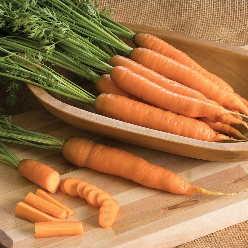Mature Napoli Carrot Plant, Early Sweet Crisp Roots