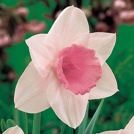 Narcissus Flowering Seeds for Early Spring Garden Displays