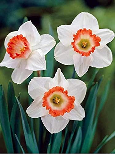 Narcissus Seeds for Container and Flower Bed Gardening