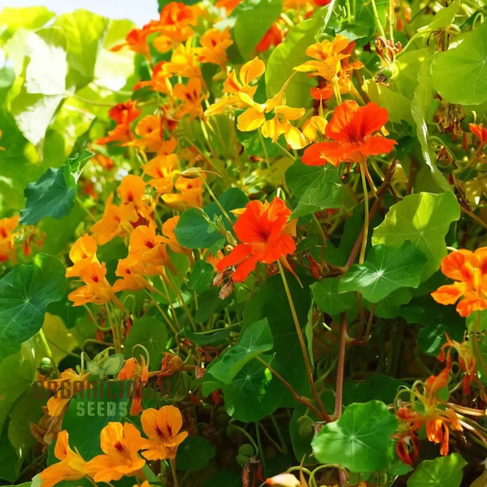 Nasturtium Seeds Trailing Hybrid Variety for Garden Trellises