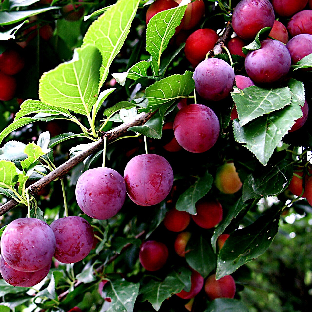 Native American plum seeds producing sweet-tart edible fruits