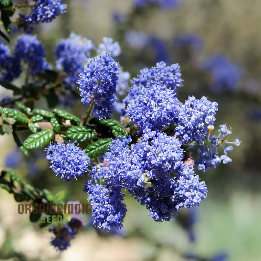 Native Ceanothus Flower Seeds for Habitat Gardens