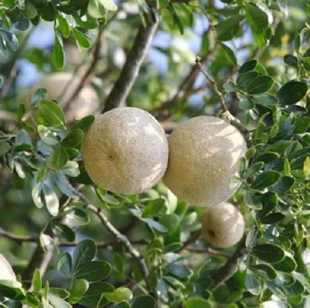 Hardy Native Tree Producing Decorative Berry-Like Fruits
