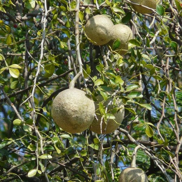 Seedlings of Hardy Native Fragrant Tree Growing in Pots