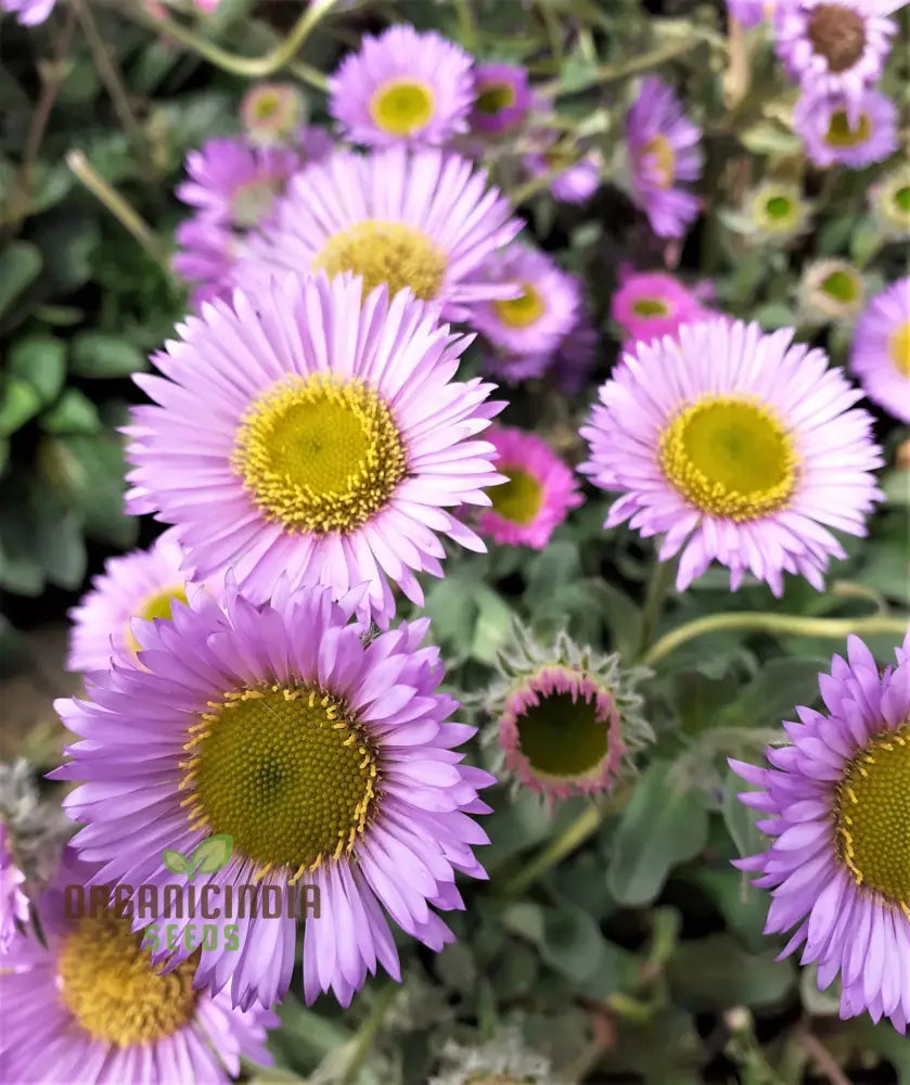 Native wildflower Erigeron seeds for coastal gardens