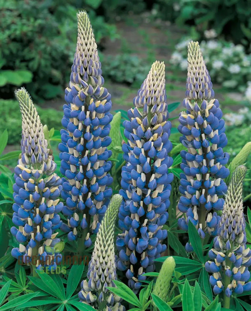 Navy blue lupin seeds tall flowering plants for borders
