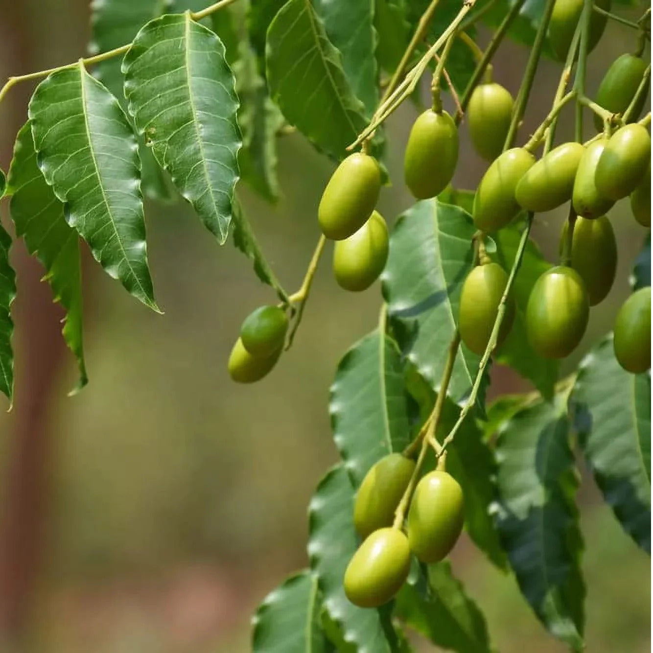 Neem Plant Seeds Azadirachta Indica for Planting