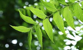 Neem Tree Azadirachta Indica Seeds for Sustainable Gardening