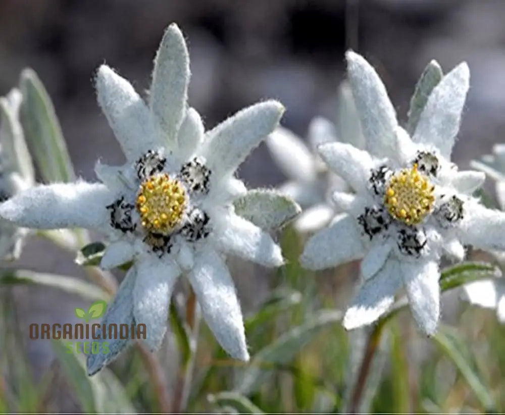 Nema Edelweiss (Leontopodium Alpinum) Flower Seeds For Gardening Enthusiasts – Perfect Your
