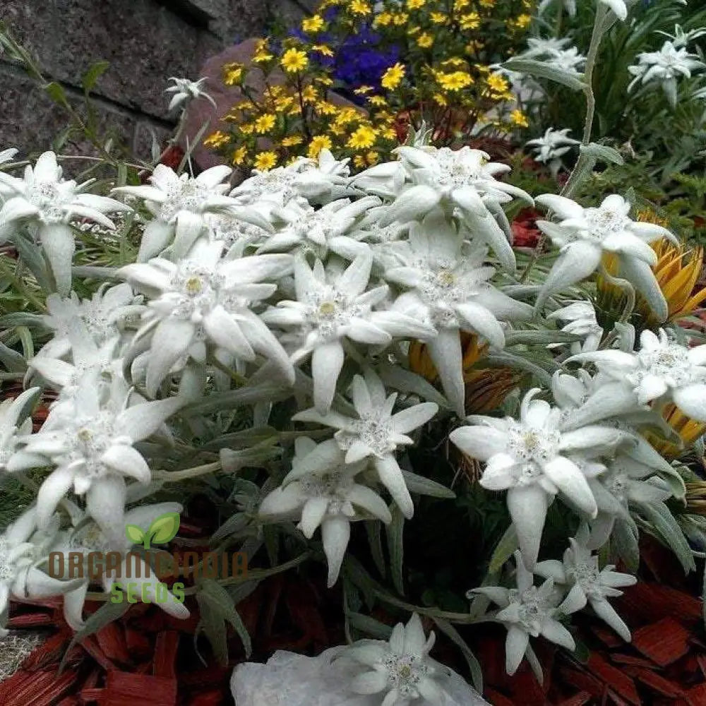 Nema Edelweiss (Leontopodium Alpinum) Flower Seeds For Gardening Enthusiasts – Perfect Your
